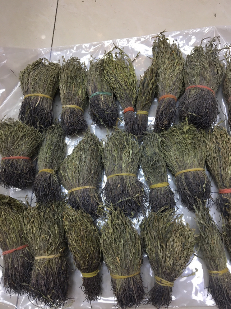 独脚金10公分的特级货包邮