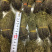 独脚金10公分的特级货包邮
