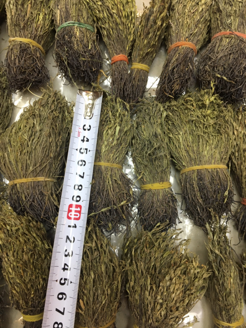 独脚金10公分的特级货包邮