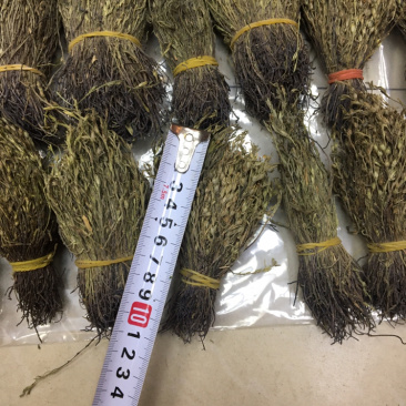 独脚金10公分的特级货包邮