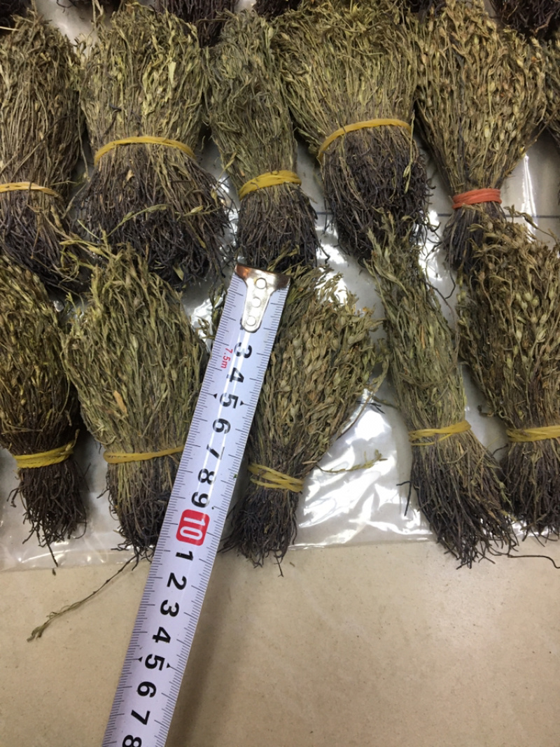 独脚金10公分的特级货包邮