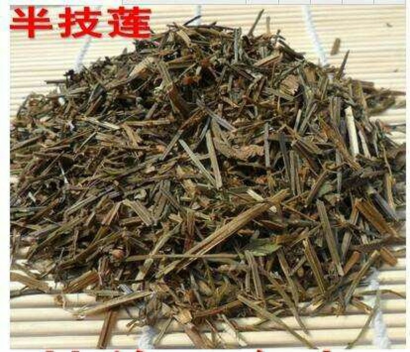 半支莲，常年批发供应半支莲，中草药