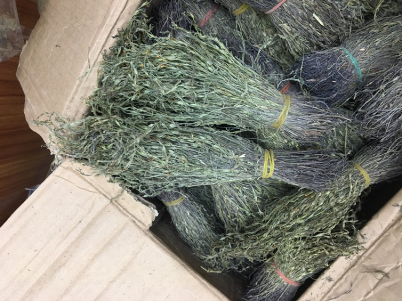 独脚金10公分的特级货包邮