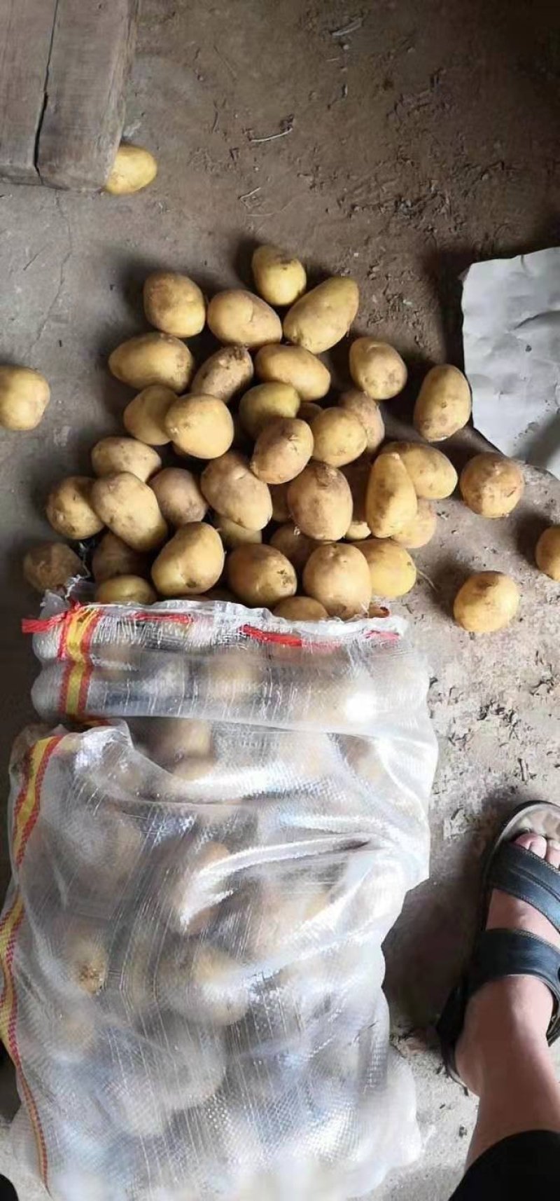 新鲜土豆产地直销大量批发山东荷兰十五土豆山东土豆批发市场