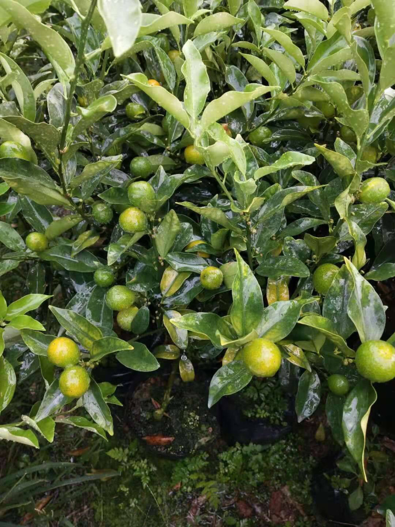脆皮金桔苗优质嫁接苗现挖现卖