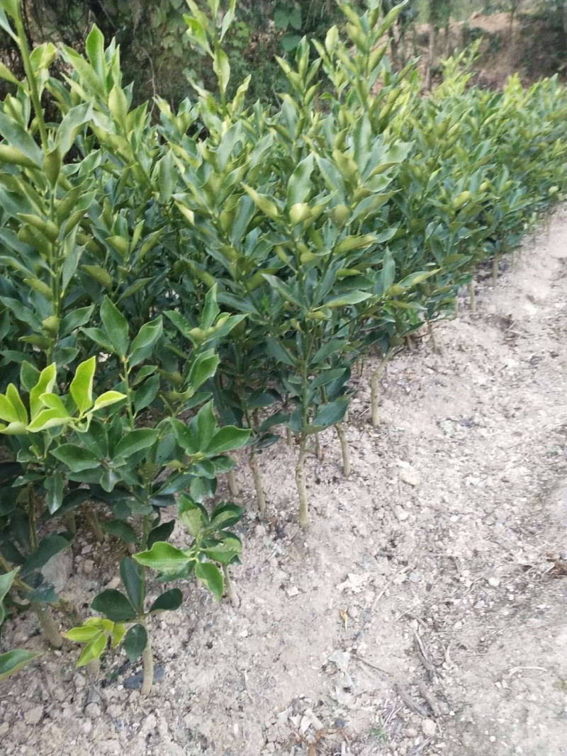 脆皮金桔苗优质嫁接苗现挖现卖