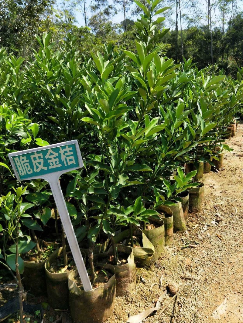 脆皮金桔苗优质嫁接苗现挖现卖