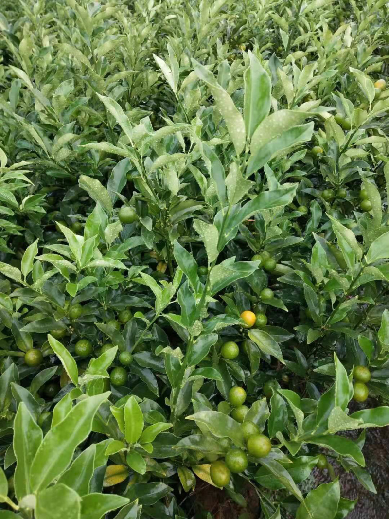 脆皮金桔苗优质嫁接苗现挖现卖