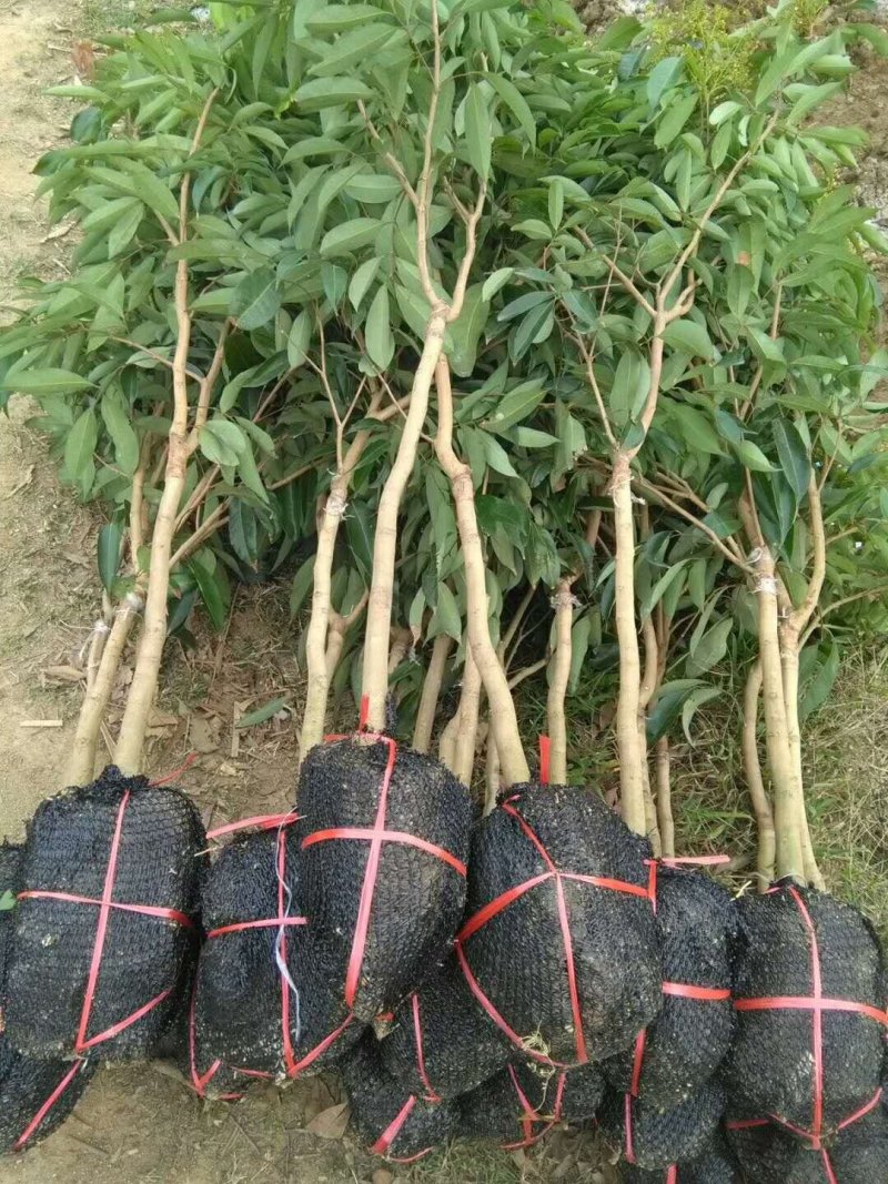 无核荔枝苗，可视频看苗，支付线上交易产地直销