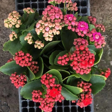 长寿花青州长寿花组盆长寿花色齐全花期长