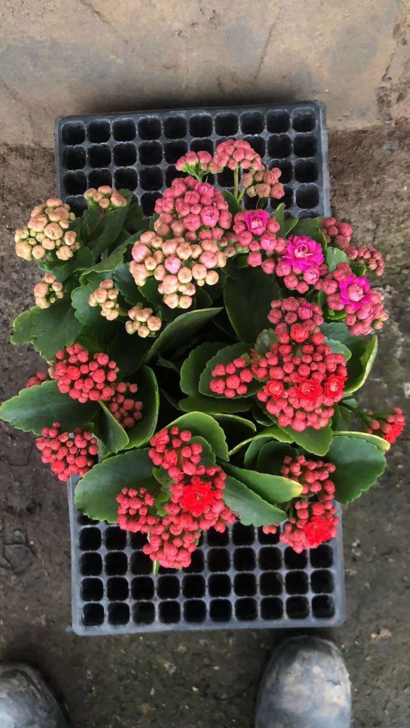 长寿花青州长寿花组盆长寿花色齐全花期长