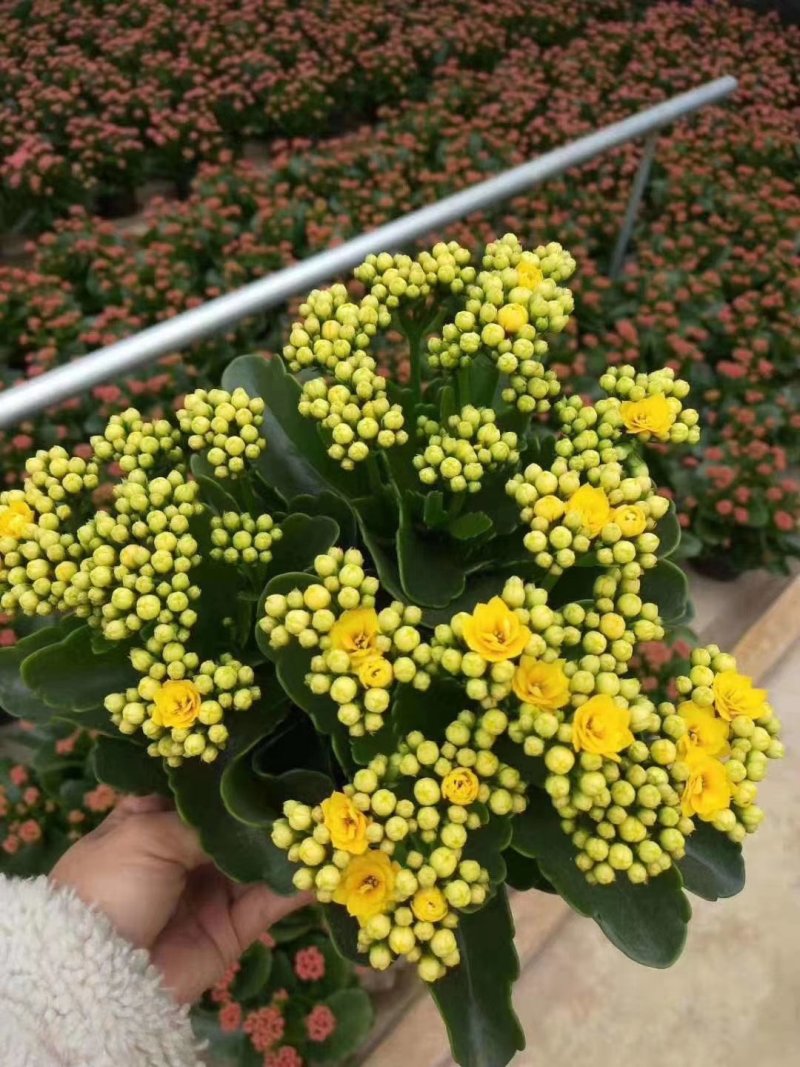 长寿花青州长寿花组盆长寿花色齐全花期长