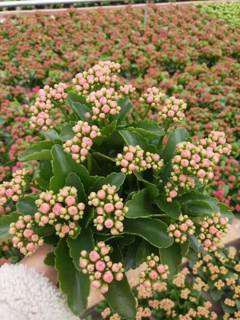 长寿花青州长寿花组盆长寿花色齐全花期长