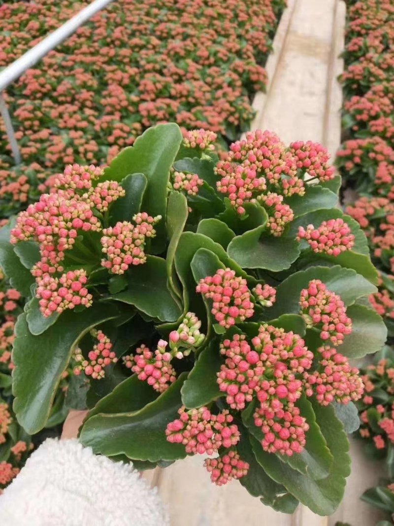 长寿花青州长寿花组盆长寿花色齐全花期长