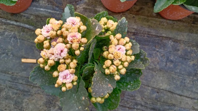 长寿花青州长寿花组盆长寿花色齐全花期长