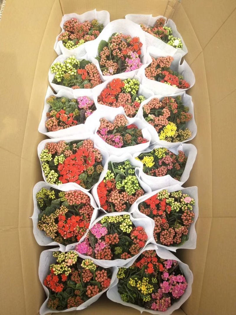 长寿花青州长寿花组盆长寿花色齐全花期长