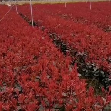 红叶石楠苗，苗子健壮，成活率高，各种规格杯苗大量供应