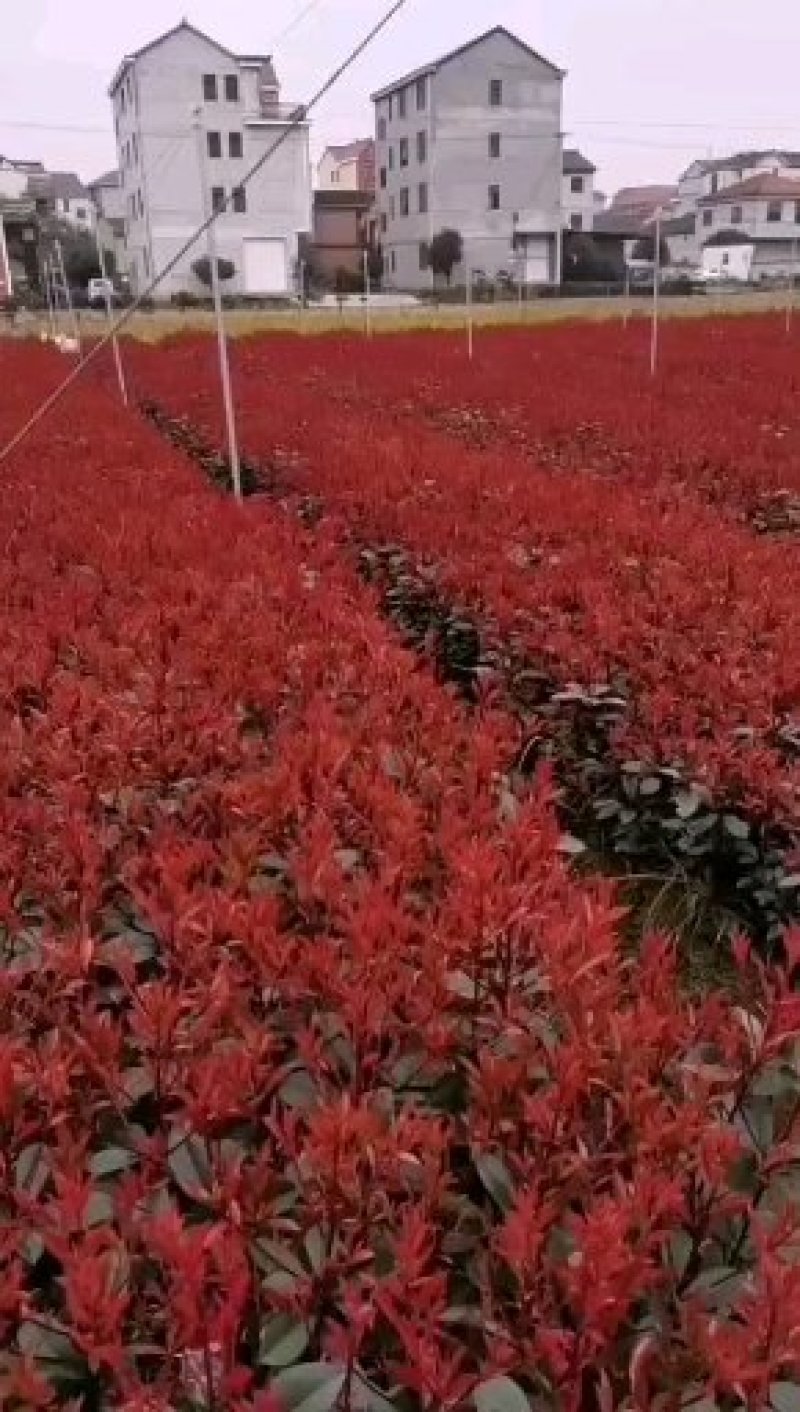 红叶石楠苗，苗子健壮，成活率高，各种规格杯苗大量供应