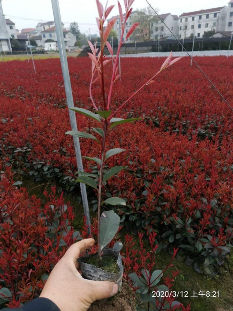 红叶石楠苗，苗子健壮，成活率高，各种规格杯苗大量供应