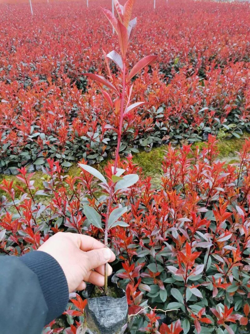 红叶石楠苗，苗子健壮，成活率高，各种规格杯苗大量供应