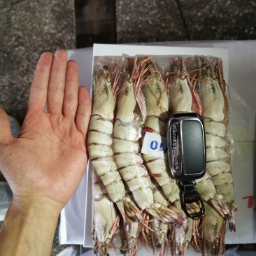 长期稳定供应草虾大黑虎虾