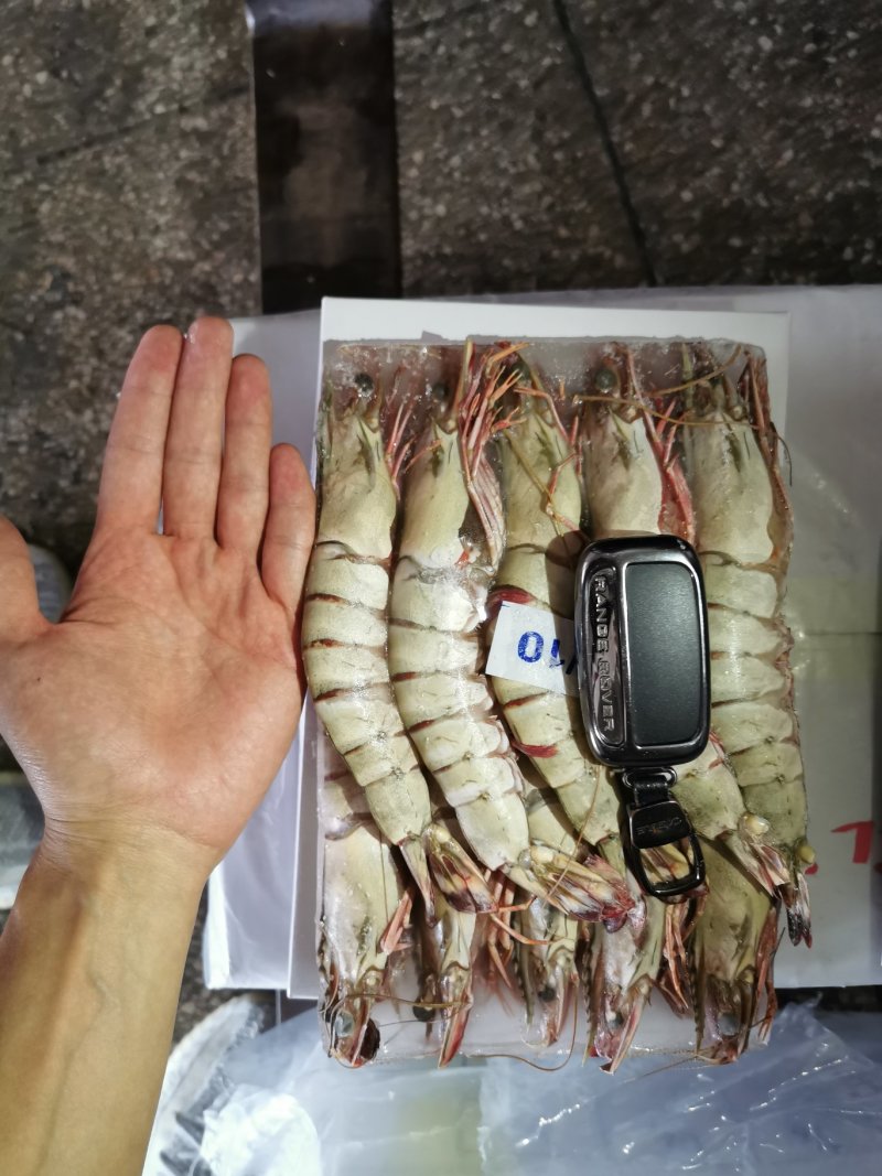 长期稳定供应草虾大黑虎虾