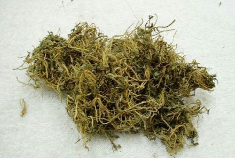半边莲，常年批发供应半边莲中草药