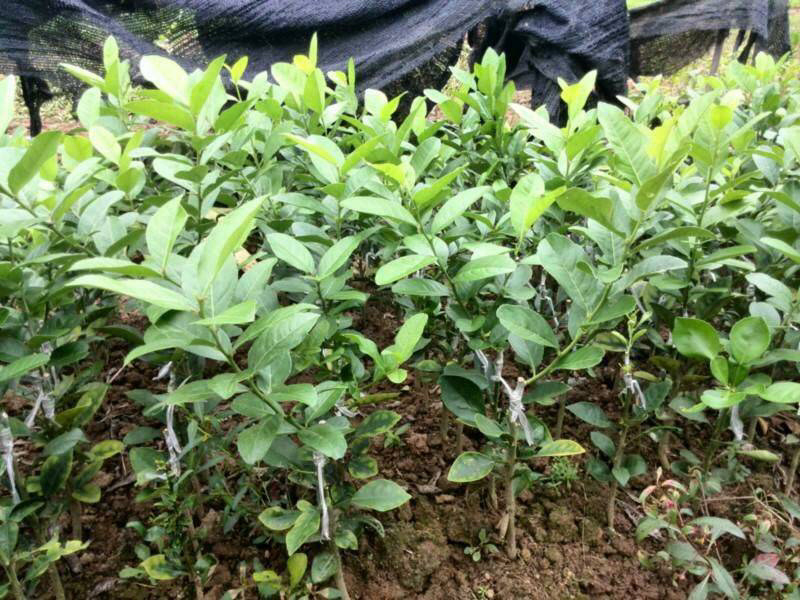 香水柠檬苗可盆栽地栽优质一级苗基地直供
