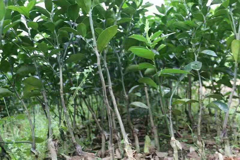 香水柠檬苗可盆栽地栽优质一级苗基地直供
