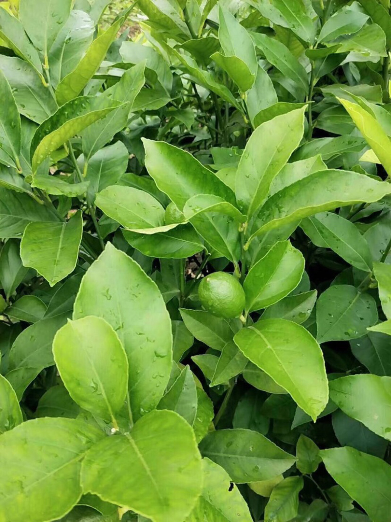 香水柠檬苗可盆栽地栽优质一级苗基地直供