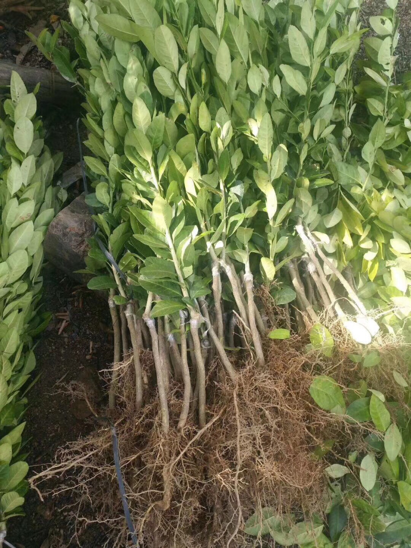 香水柠檬苗可盆栽地栽优质一级苗基地直供