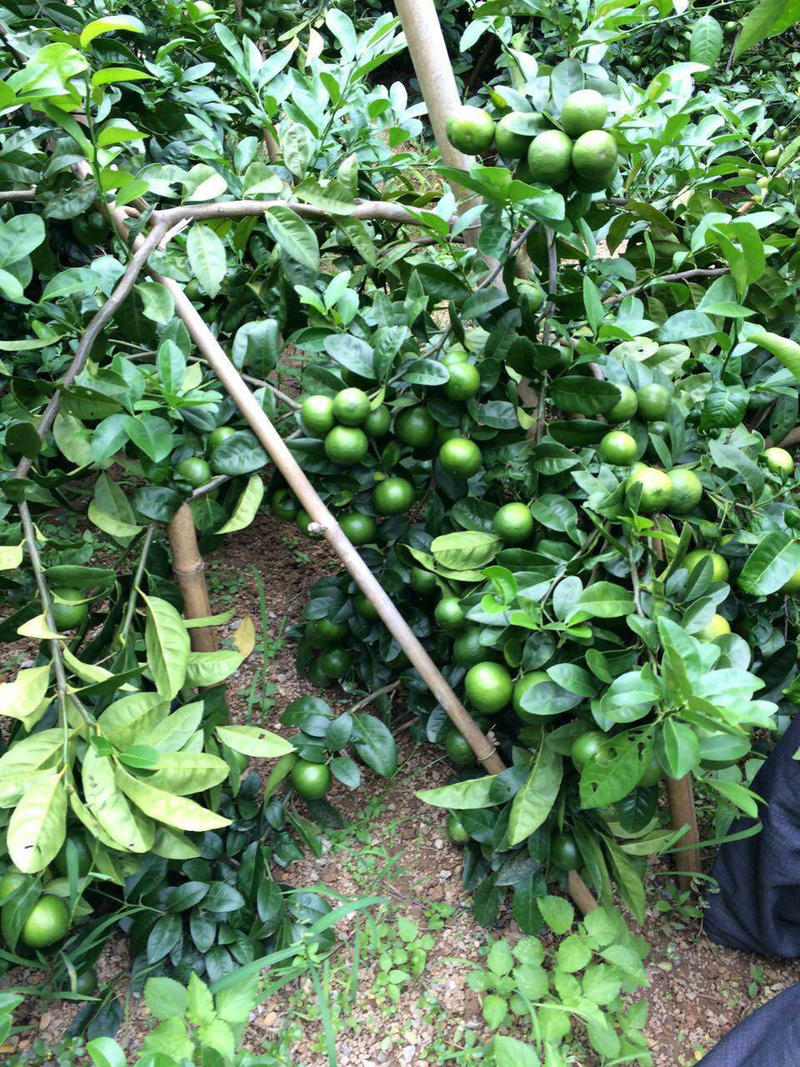 香水柠檬苗可盆栽地栽优质一级苗基地直供