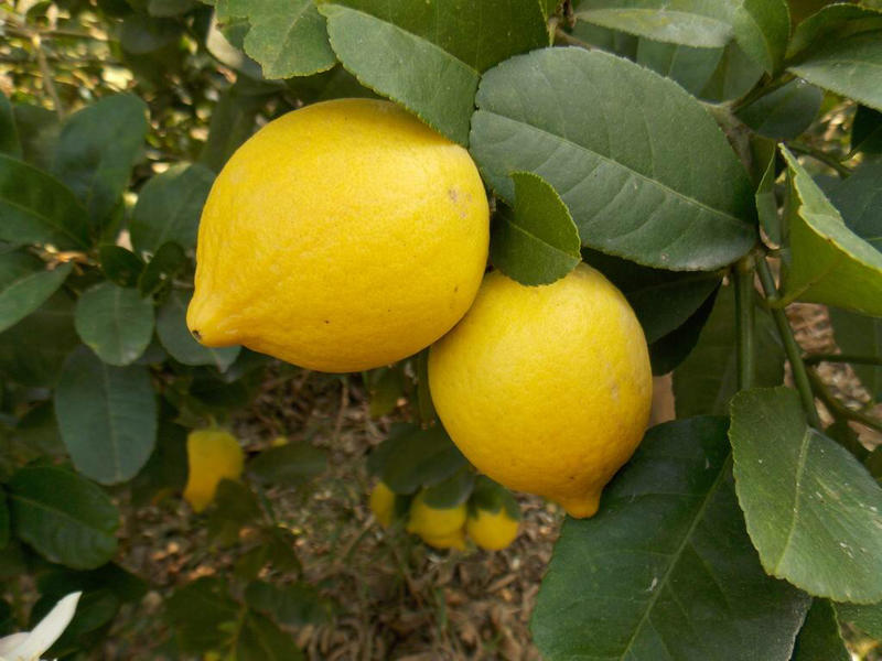 香水柠檬苗可盆栽地栽优质一级苗基地直供