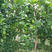 尤力克柠檬苗盆栽地栽南北种植现挖现卖