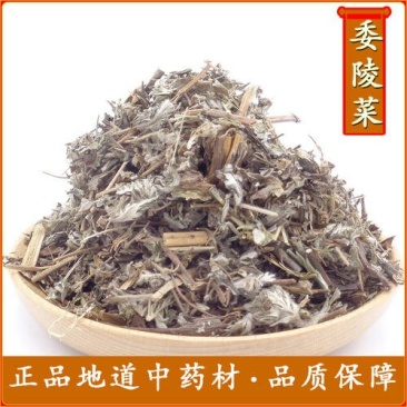 委陵菜，常年批发供应委陵菜，翻白草，中药材