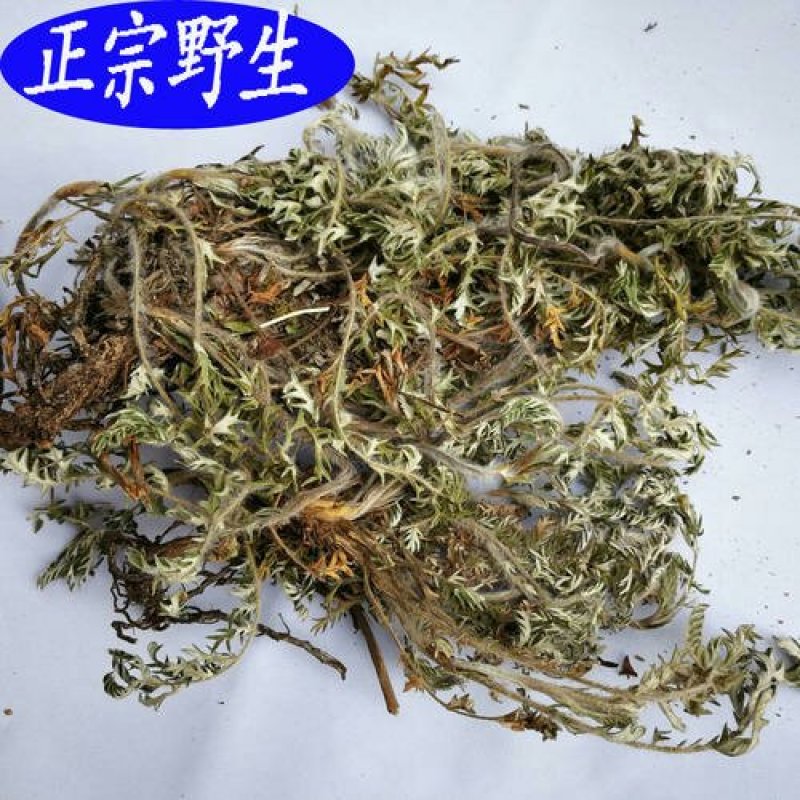 委陵菜，常年批发供应委陵菜，翻白草，中药材