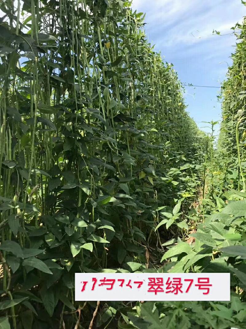 翠绿7号豇豆种子翠绿色、长豆角种子200克
