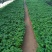 鸭脚木小盆栽广州基地直供鹅掌柴花卉绿墙绿化