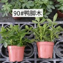 鸭脚木小盆栽广州基地直供鹅掌柴花卉绿墙绿化