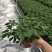 鸭脚木小盆栽广州基地直供鹅掌柴花卉绿墙绿化