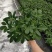 鸭脚木小盆栽广州基地直供鹅掌柴花卉绿墙绿化