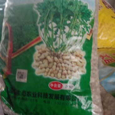 花生种子