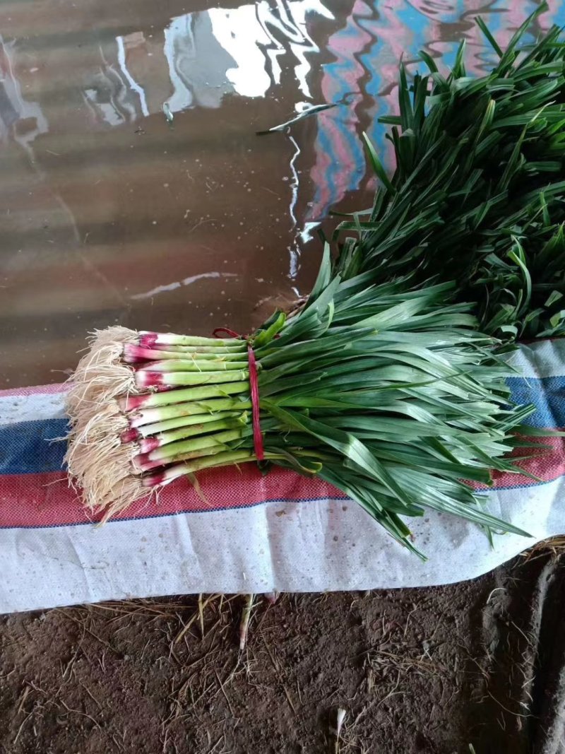 优质苔蒜川蒜红根蒜苗！！精品川蒜种子，硬叶蒜种。