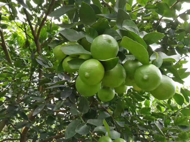 台湾无籽青柠檬苗正品包邮产量高