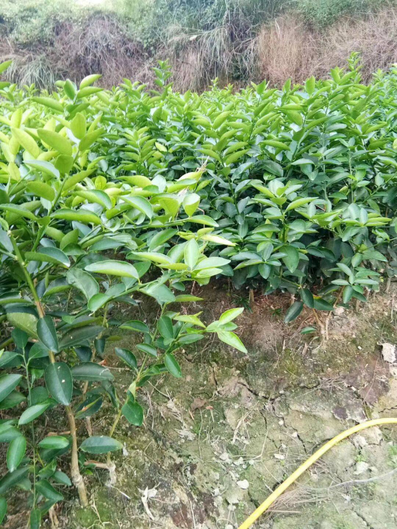 台湾无籽青柠檬苗正品包邮产量高