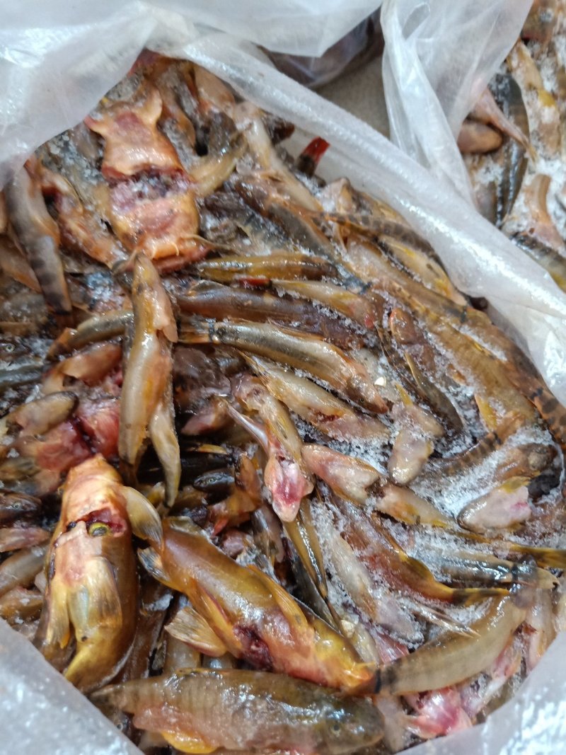 云南普洱红尾巴鱼_破肚冰鲜_原生态小鱼