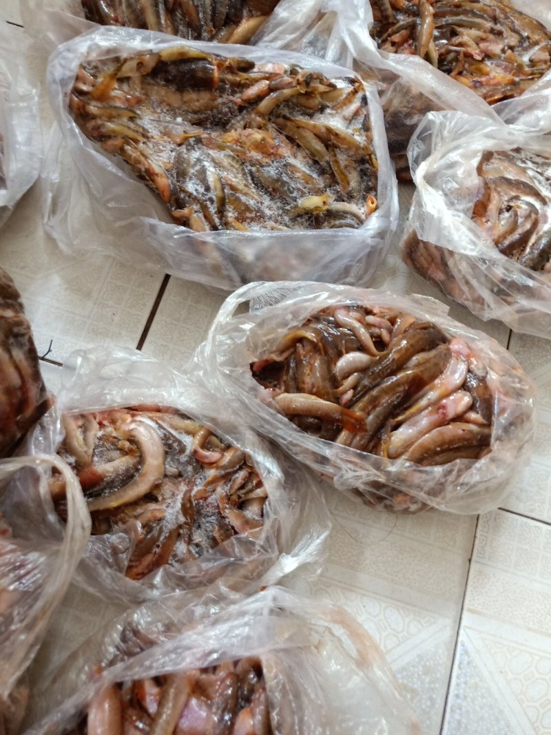 云南普洱红尾巴鱼_破肚冰鲜_原生态小鱼