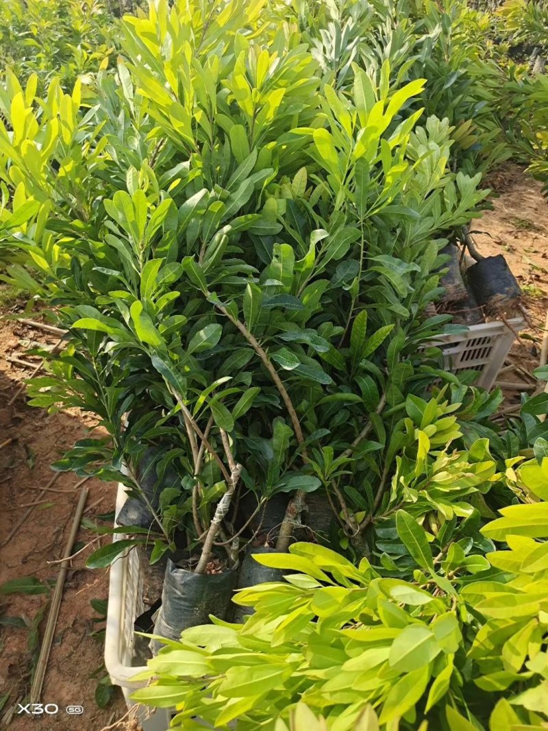 东魁杨梅苗，黑炭杨梅苗，白杨梅苗，营养杯苗，成活率高