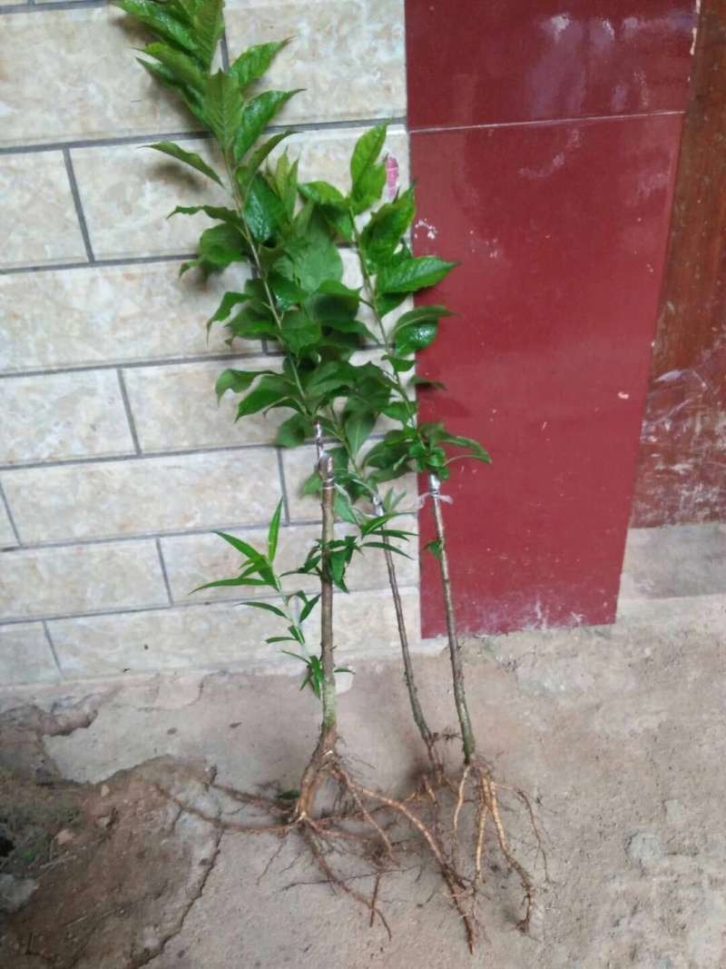 早熟三华李，晚熟三华李嫁接苗