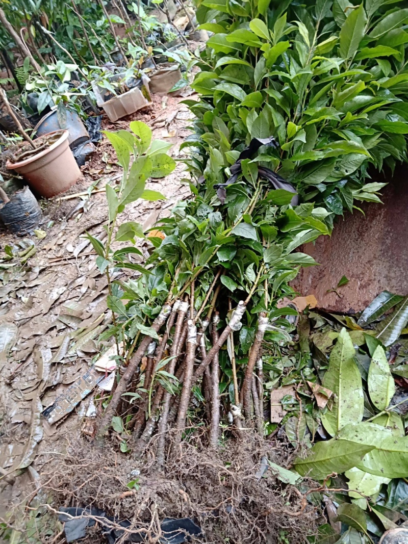 早熟三华李，晚熟三华李嫁接苗